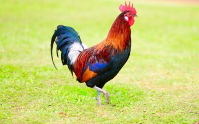 Chinesisches Horoskop für September 2025