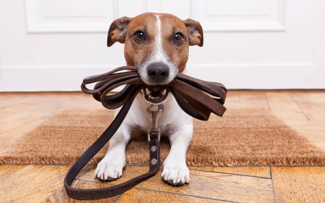 Chinesisches Tierkreiszeichen Hund