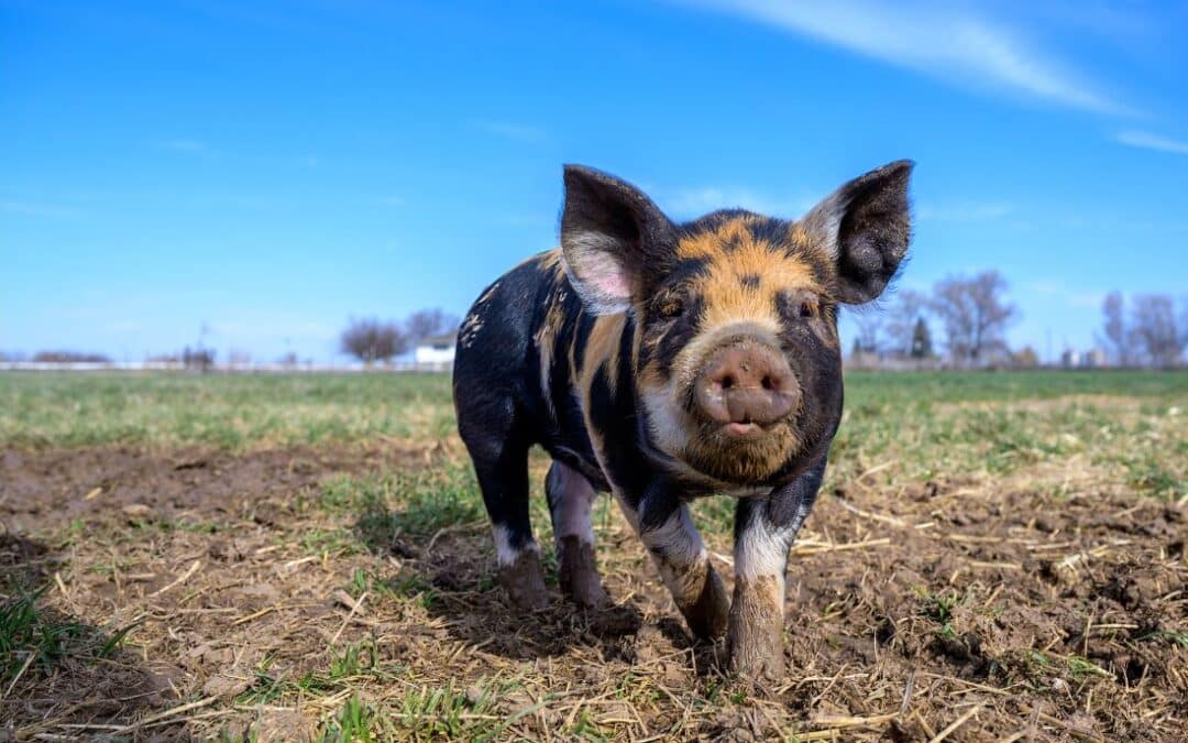 Schwein - das Tierkreiszeichen für November