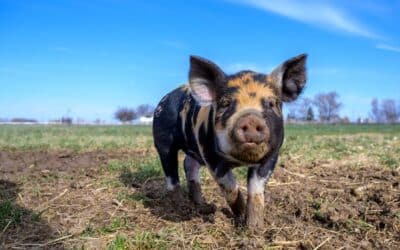 Chinesisches Horoskop für November 2025